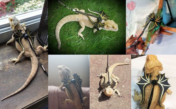 Bearded Dragon Lizard… - Image 4