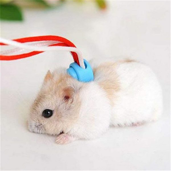 Widen Small Animal Le…