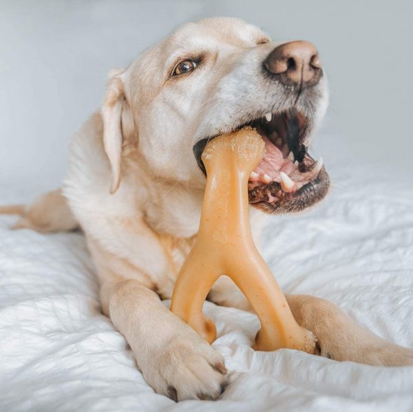 Benebone Real Bacon Durable Wishbone Dog - Image 9